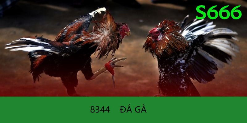 Đá Gà Trực Tiếp - s666 - Tùy chỉnh nhân vật