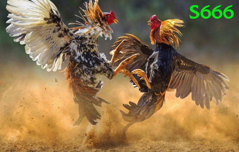 Đá Gà Trực Tiếp - Trải nghiệm tuyệt vời - Chơi ngay